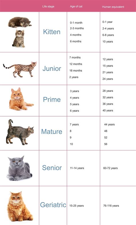 Cat Age Chart