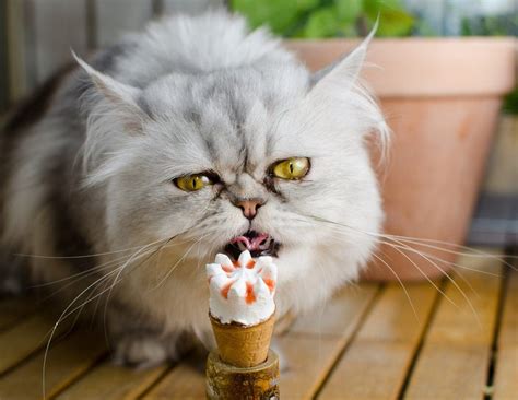 cat can eat ice cream
