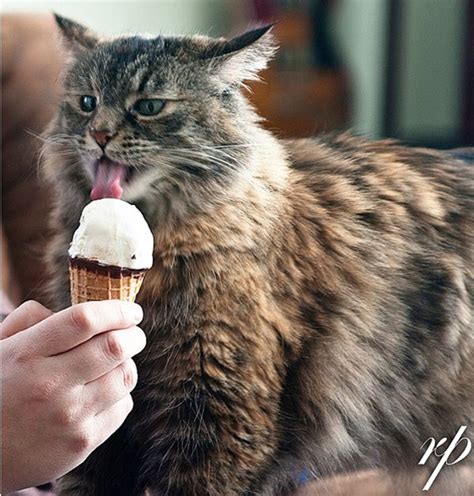 cat licked chocolate ice cream