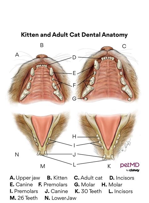 cat mouth diagram 
