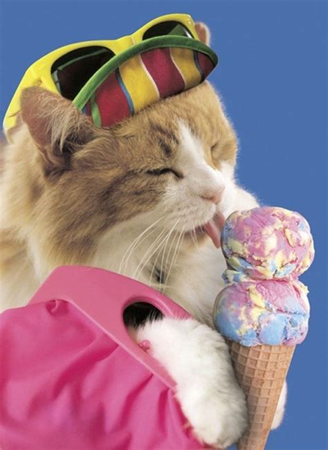cats and ice cream