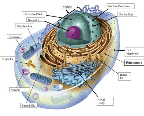 cell labeling diagram with answers 