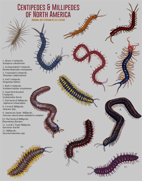 centipede