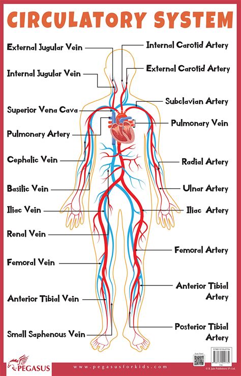 Chart Of Circulatory System