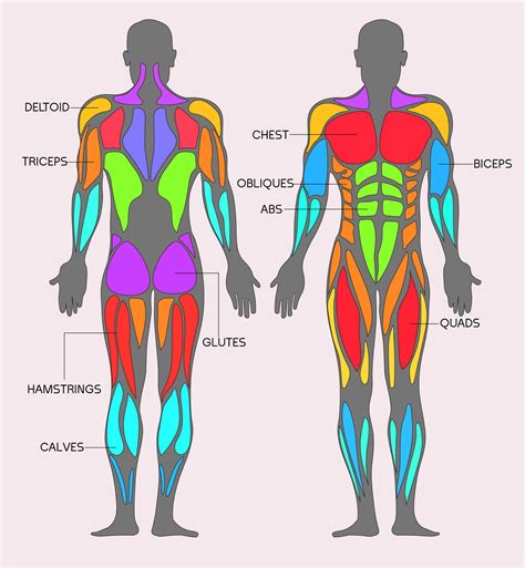 Chart Of Muscles