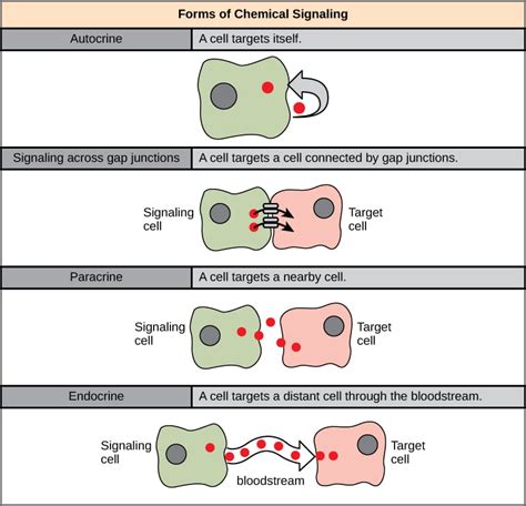 chemical communication diagram 