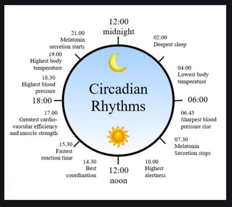 Circadian Rhythm Chart