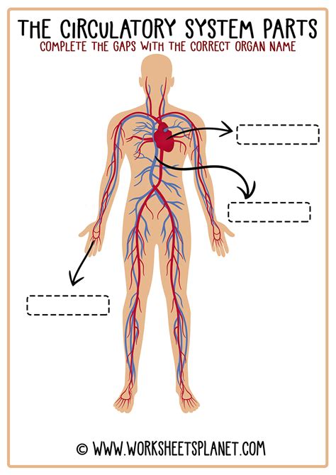 Circulatory System Diagram Printable