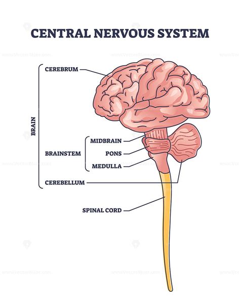 cns diagram 