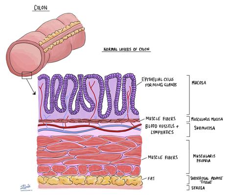 colon wall diagram 