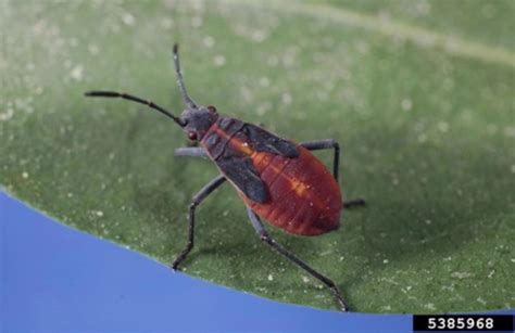 color box elder bugs, Bugs boxelder bug live do pest. How long do boxelder bugs live?