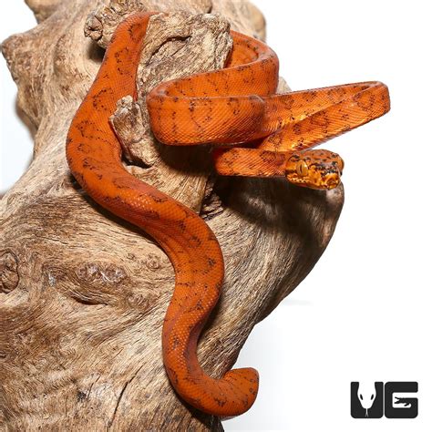 colored amazon tree boa, Colored amazon tree boa by satoo