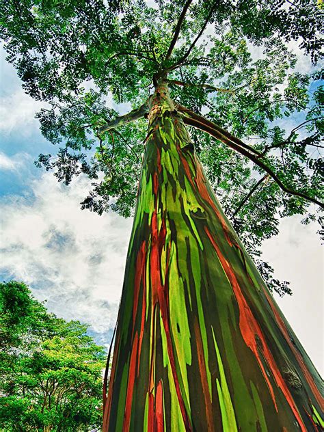 colored trees in hawaii, Rainbow eucalyptus hawaii maui trees. Rainbow eucalyptus trees, maui, hawaii photo on sunsurfer