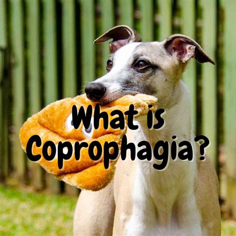 coprophagia