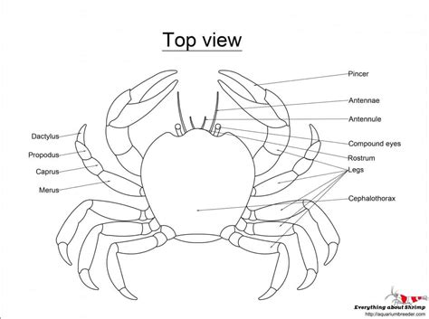 crab diagrams labeled 