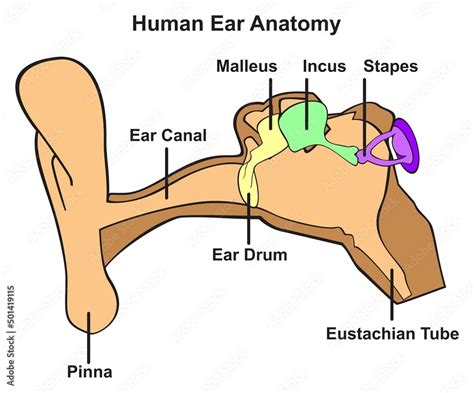 cue tip ear drum diagram 