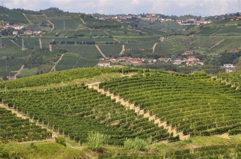 cykla mellan vingårdar i italien