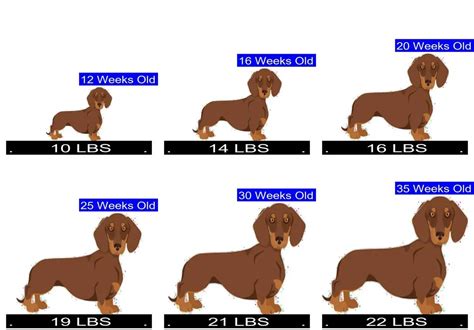 Dachshund Weight Chart