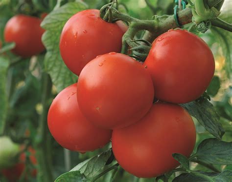 dansk export tomat