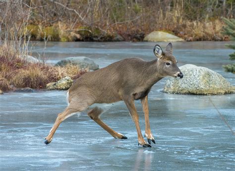 deer on ice