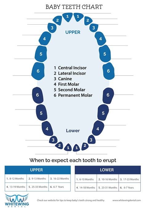 Dental Chart Tooth Numbers