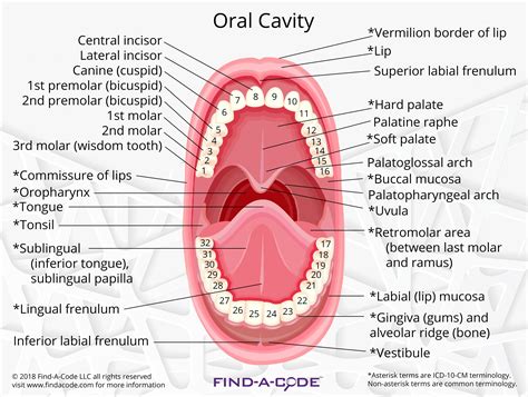dental oral diagram 