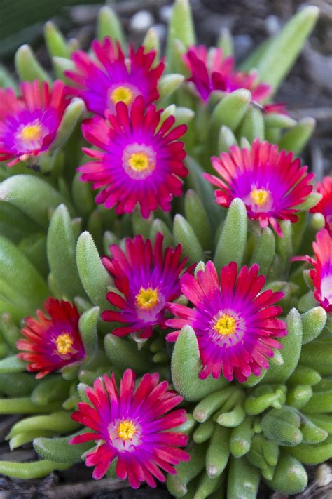 desert ice plant