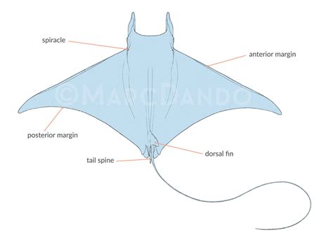 devil ray diagrams 