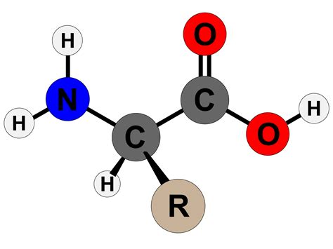 diagram amino acid 