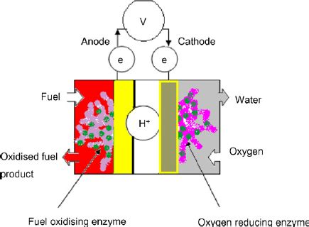 diagram enzymatic biofuel cell 