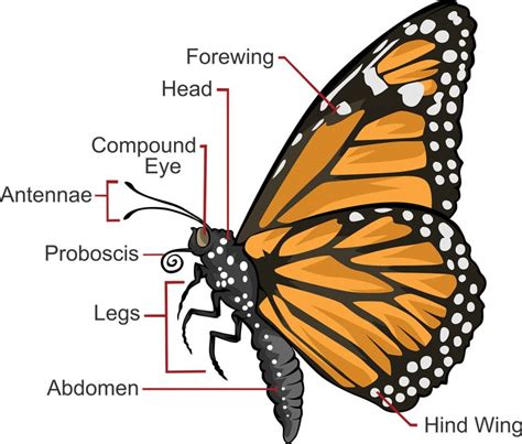 diagram for butterfly 