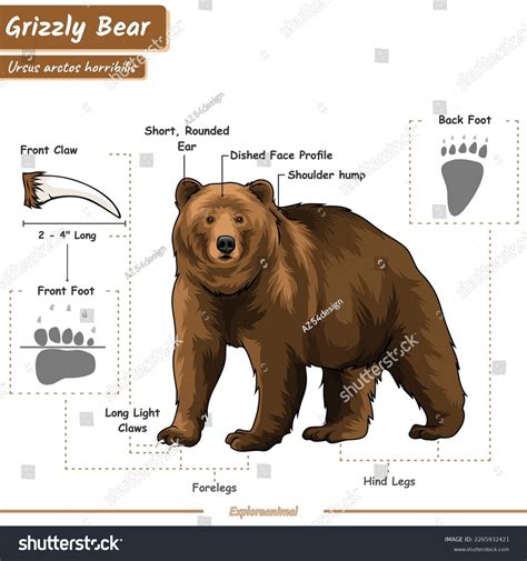 diagram of a bear 