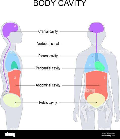 diagram of a cavity 