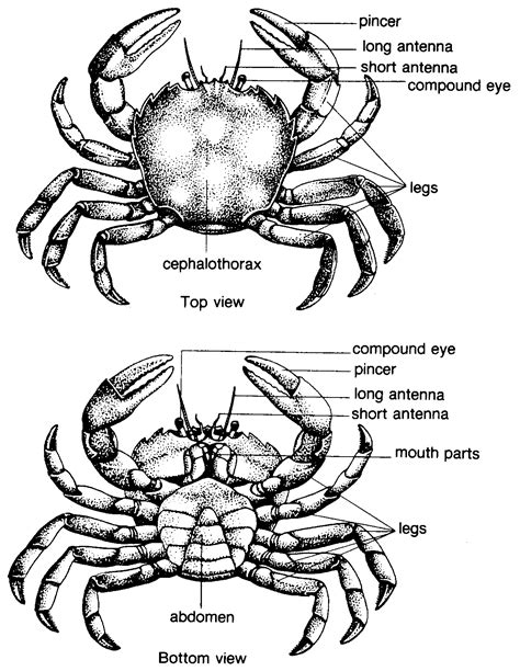 diagram of a crab 