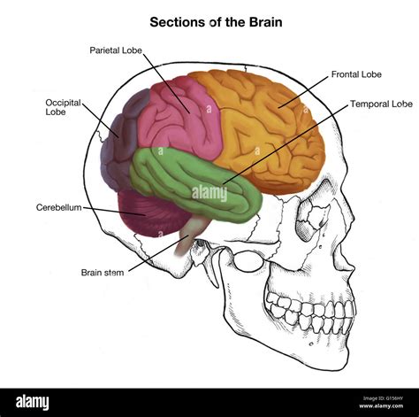 diagram of a head 
