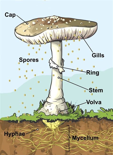 diagram of a mushroom 