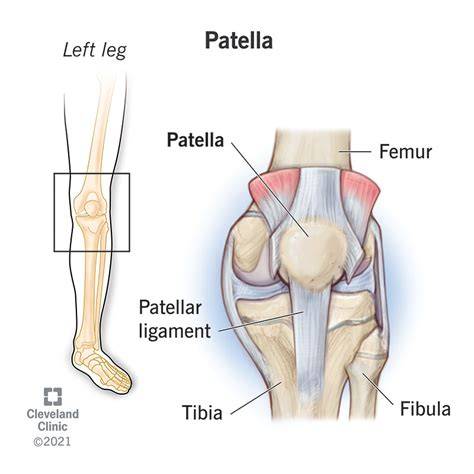 diagram of a patella 
