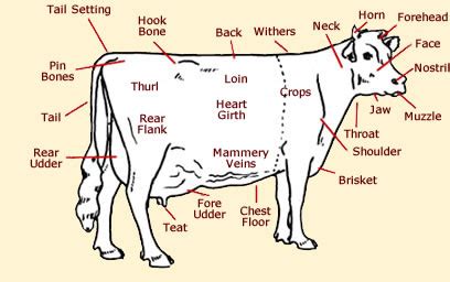 diagram of a plate of the cow 