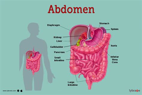 diagram of abdominal 