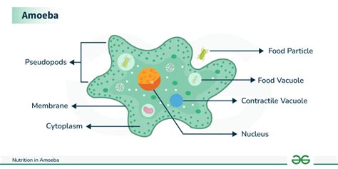 diagram of amoeba eating food 