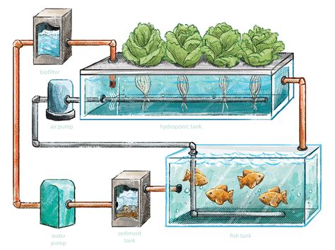 diagram of aquaponics system 