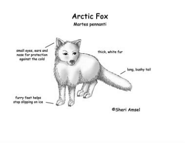 diagram of arctic fox 