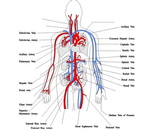 diagram of arteries throughout body 