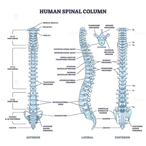diagram of backbone 