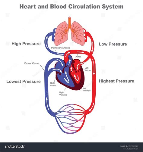 diagram of blood flow 