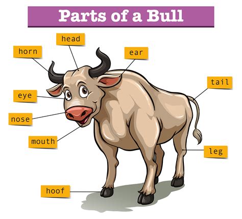 diagram of bull 