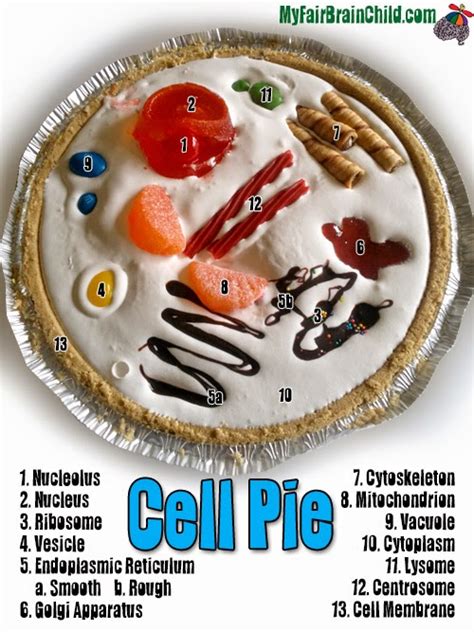 diagram of cell organelles pie 