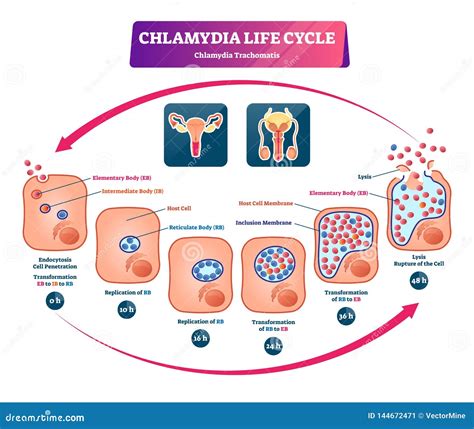 diagram of chlamydia 