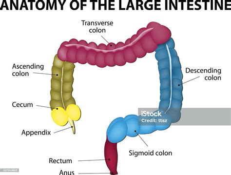 diagram of colon 