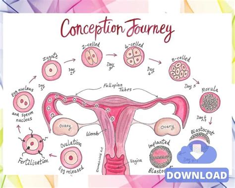 diagram of conception 